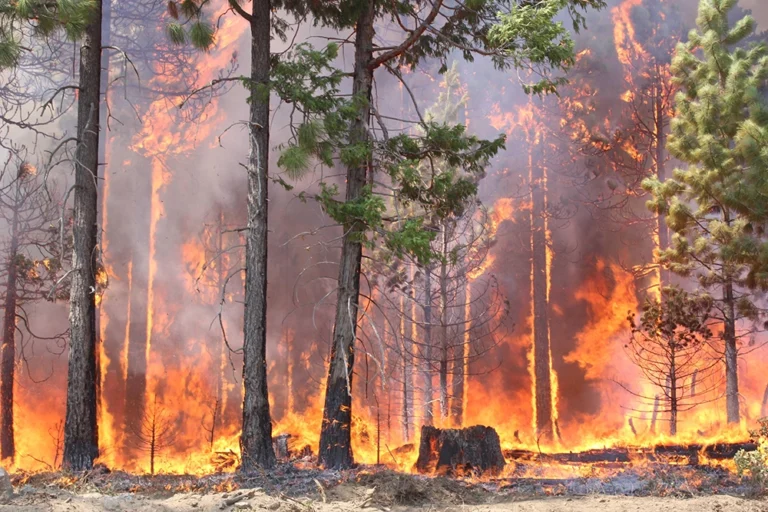 Fire in Dadia